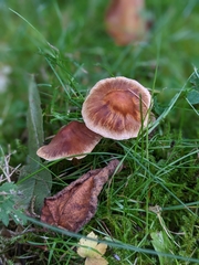 Psathyrella bipellis