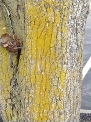 Chrysothrix candelaris