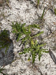 Berlandiera subacaulis