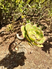 Aeonium