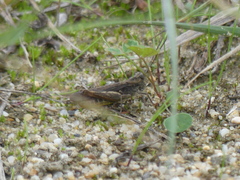 Chorthippus biguttulus