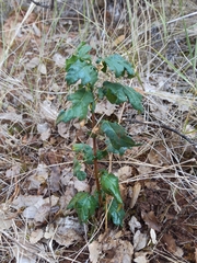 Acer monspessulanum