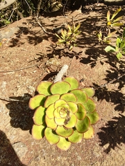 Aeonium