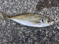 Trachurus japonicus