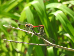 Sympetrum risi