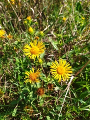 Pentanema britannica