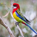 Eastern Rosella - Photo (c) sirkendizzle, some rights reserved (CC BY-NC)