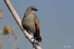 Agelaioides badius