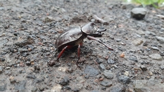 Xylotrupes gideon