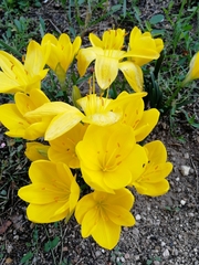 Sternbergia lutea