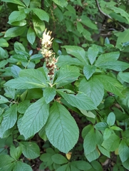 Clethra alnifolia