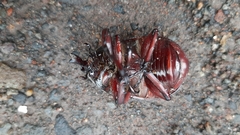 Xylotrupes gideon