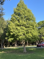 Taxodium distichum