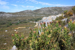 Leucadendron laureolum
