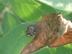 Stethaulax marmorata