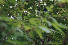 Tachyphonus coronatus