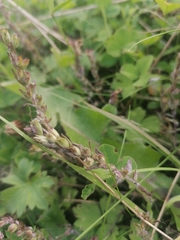 Odontites vernus