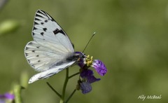 Tatochila