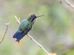 Chlorostilbon mellisugus