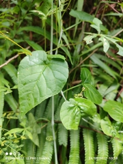 Cissus repens