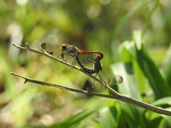 Sympetrum risi