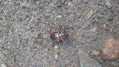 Xylotrupes gideon