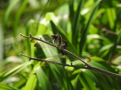 Sympetrum risi