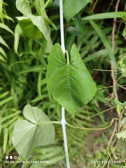 Cissus repens