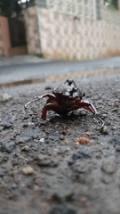Xylotrupes gideon