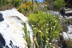 Phylica strigosa strigosa