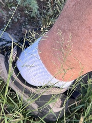 Eragrostis lehmanniana