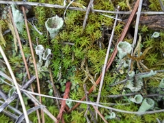 Cladonia pyxidata