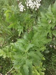Pastinaca sativa sativa