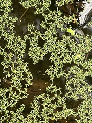 Wolffia brasiliensis