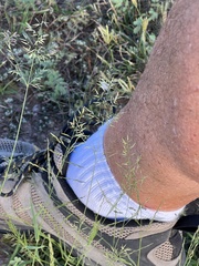 Eragrostis lehmanniana