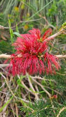 Melaleuca quadrifida