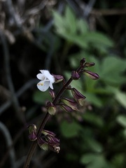 Salvia hayatae