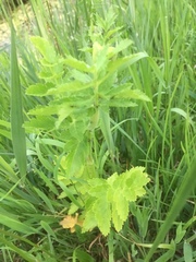 Pastinaca sativa sativa