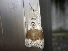 Calliteara pseudabietis