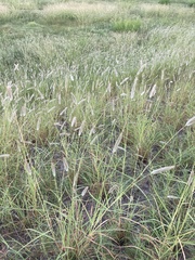 Dichanthium sericeum