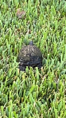 Terrapene carolina bauri