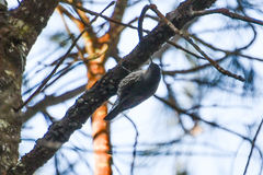 Cormobates leucophaea