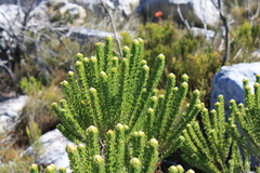Aspalathus capitata