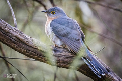 Cacomantis flabelliformis