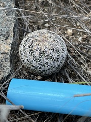 Echinomastus erectocentrus