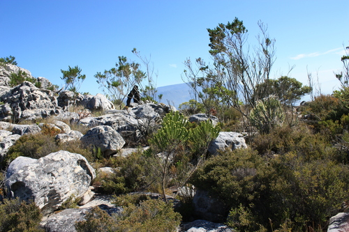 Image of Aspalathus capitata by (c) Jeremy Gilmore, some rights reserved (CC BY)