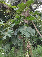 Cola gigantea
