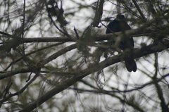 Tachyphonus coronatus