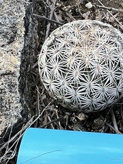 Echinomastus erectocentrus