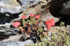 Crassula coccinea